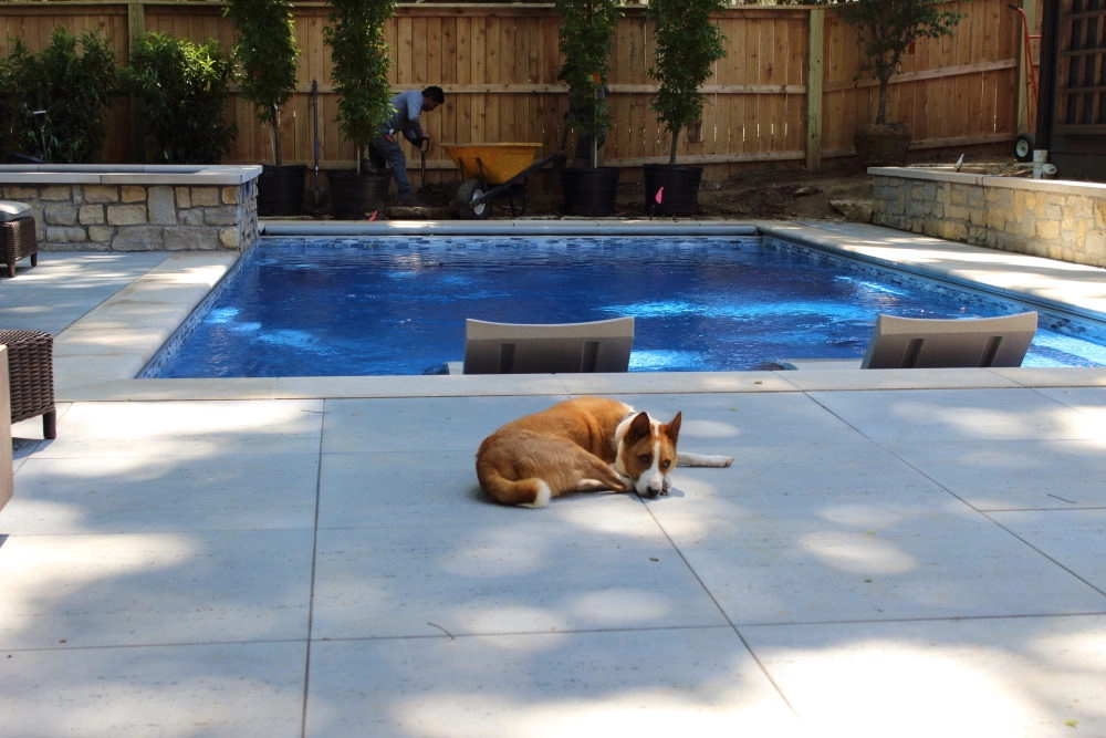 Dogs in Fiberglass Pools: Is it OK?